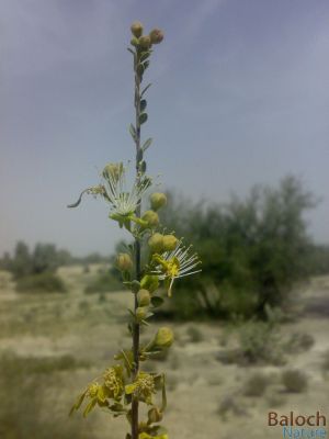 Maerua crassifolia
Jogr e poll
جُگرے پُل
اے یک ٹوہین درچکے ، ڈولداریں پل پر کنت - جگر بلوچستان ء جنگلی نیبگ انت - جگرے برا لنڈور گوشنت چو تود ء وڈا بر پر کنت بلے گُک گُک انت چا شیرگ ء پُر انت - تبدو لوارے درگتا جُگر پُہتہ بیت - جگرے پُل ہ برے وھدا چا ملاھوک سر بار بیت - چمیشکا بلوچان گوشتگ 
من جگراں چو بار ء ملّاھاں 

