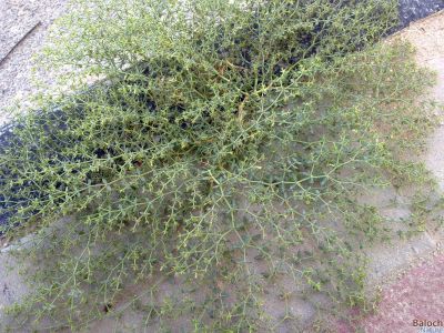 FAGONIA INDICA
Karkawag
کرکاوگ
اے کسانیں بوُٹگ ء کہ زمین ء دیم ء پراہ روت - اشیا چو شزّ ے وڈا کُنٹگ پر - کسان کسانیں گُلابی گونگیں پُل پر کنت - اشارا دلوت پا چرگے واستہ حُب ناک نا انت بلے اشیارا گیشتر تہلگ ء واستا کارمرز کن انت

