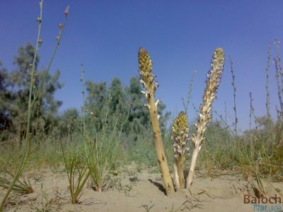  Sand Hyasinth 
Apiro
اپیروُ
اپیرو چونیا بہارے وھدا ریکپادیں ہند و دماگاں و کُچّگاں رودیت - چونایا اپیرو یک کوُٹینگ ء ذات انت بلے دگنیا اشیارا بپاری پُلّ ء لیکت و زانت - اشیے باز رنگے پُل بنت بلے زرد پُل چہ درستاں ڈولدار تر انت -۔


