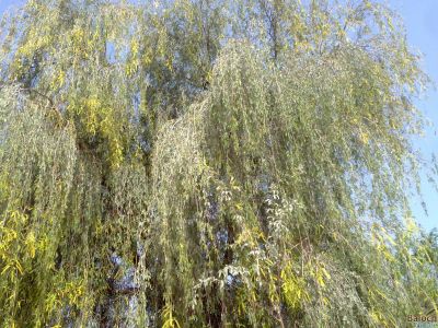 Prosopis Cineraria
کہوُر یا کہیر
وھدے کہور منج بیت- گُڈا چارگ کرزیت - باز ڈولدار اوبیت گیشتر شاہ و لمب ء لُوجان بنت - کہور ء گیشتر اُشتر چریت بلے سیاہ پس ہم کہورے ٹال و شنگراں وارت ۰ زمانگے مردوماں کہورے ھُشکیں شنگر وارتگ انت- بلے مرچاں کم ورانت ء - کہورے داراں لوگے سوُچگے زلورتاں پُورہ کن انت - لُوگے و کاپرے واستہ مناگ، تیر، لاپدار، چُکّو جوڑ کن انت - ڈنگراں چہ پل بندنت - بزاں کہورے ہچ چیز چگل نہ دینت
