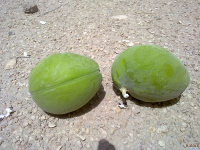 CALOTROPIS PROCERA {SEEDPOT}
Karag e barr
کرگ ء بر
چکّاس ء واستہ اے اکس ایر بوتگ 2 کسّا وتی کومنڑ داتگ انت بزان کہ پجّہ آئورتگ انت -۔

