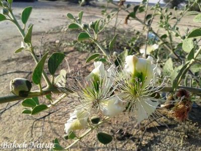 Capparis spinosa

کراگوُ
Karago
کراگو کسانیں درچکے بلے چُو ولّ ء وڈا زمین ء سرا پراہ روت - اے زمستان ء درگت ء ماں ڈگارواں اُو سرکگ ڈنّاں رُودیت - بلے تانسریں گرماگ ء سبزاچک بیت - اسپیتیں پُل ء پر کنت اُو کسانیں دانگ پر کنت اشیا دلوت نہ ورانت پرچا کہ زھریں تام کنت -

