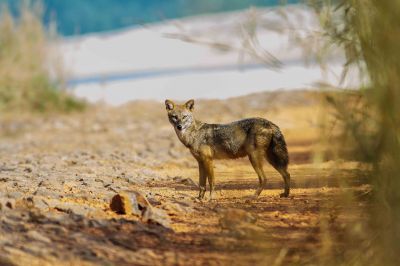 Jackal
تولگ 
Tolag 
تولگ جنگلی گوشت واریں رسترےکہ بلوچستان ءَ چل ءُ پنجاہ سال بے ھساب بوتگ بلکین جنگل وتی بلے مہلونک ءِ پسانی واڑ ہم وتی زانتگ انت دل ءِ کہ اومان کتگ گڈاں چارکی ءِ واڑ پروشتگ ءُ پُلاٹوک ءِ چست کتگ۔ بلے چیزے وھداں بےگواہ بوّگا پد مرچاں پادا زاھری ءِ کتگ، بلے بلوچستان وھدیگیں بلوچستان نہ انت آ وھدے دلوت نیست انت چارگی ءِ واڈ ہم بیگواہ انت باریں نوں تولگ چتور بلوچستان ءَ وتی دائمی میتگ کنت؟
