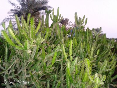 Euphorbia royleana 
ڈنڈا تور
Danda tor
