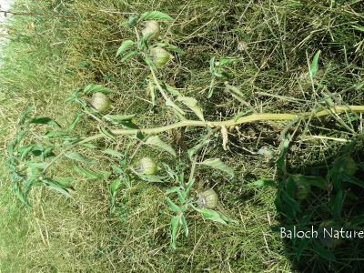 Physalis
کوہی لیلان بلُک
Kohi lilan balok
لیلاں بلوک گونگیں کسانیں بہارکاہ ءِ کہ یک یک دانگ پر کنت بلے دانگ ءِ نازُرکیں تزمُکیں پوش ءَ انت کہ باز ڈولدار انت ۔ بلوچستان ءکیچ ءِ 
