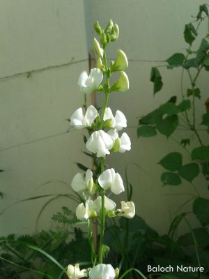 Hyacinth Bean
والور
Waloor
والور چونایا یک دھل ء ۔ بلے بلوچستان ء کوھنیں دھل ء نہ انت - بلوچستان مرچاں والور کشاورزی کن انت - والور درچکے نہ انت بلکنگا یک ولّ ات کہ وتی برجاہ دارگ واستہ درچک او داراں سر کپیت - والور ماک ء وڑیں اسپیت او جمو پُل پر کنت کہ باز ڈولدار انت ۔ والور کوسرک پر کنت کہ سبزی جوڑ کن انت ۔
