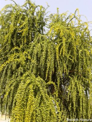 Unknown tree
درچک زانگ نہ بیت
Drachk zanag na bit
اے یک ٹوہیں ءُ ساھگ داریں درچک ءِ بلے نام ءِ زانگ نہ بیت ۔ شمارا کسے پجہ کاریت گڈا کومنٹ بکنت۔ 
