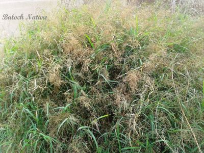 Aleppo Grass (Sorghum halepense)
Gomaaz
گوماز
گوماز یک ڈالیں کاہے کہ کُچّگاں بگر تاں ریکپادین ہندو دماگاں رودیت - گوماز گیشتر گرماگی کاہے - تانسریں گرماگا سبز سبز بیت- بلوچستان ء توکا گوماز گیشتر بیلہ ء ہند دماگاں رودیت - تمپ ء نزّیکا یک میتگے نام ء گومازی انت - ۔
بلوچی پتل ء استیں -۔
من وتی گومازاں گوریزاناں 
تو دگہ گومازی نگن پتکگ

