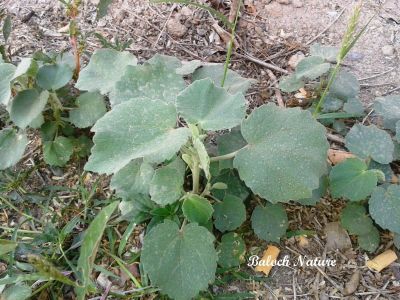 Abutilon Pannosum
جنّی کاکینک
Jenni Kakaink 
جنّی کاکینک کسانیں درچکے کہ ماں ٹوہیں درچکانی بگل ء رودیت - اے سال دوازدہیں ماہاں سبز انت - اے گردیں تاک پر کنت او زردیں پُل ، باز ڈولدار انت 
اے اکس ءِ توکا جنّی کاکینک دانگ انت ۔

