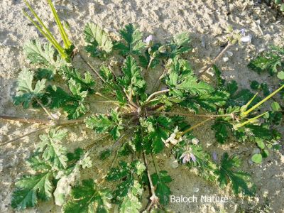 Erodium pulverulantum
اے بہارکاہ ءِ نام چے انت
Bahar kah e nam
اے یک بہارکاہ ءِ کہ زمین ءِ سرا پراہ روت ۔ اے ڈولداریں تاک پر کنت ءُ گلابیین پُل پرکنت ۔ ہمے وڑا دراجیں بارگیں کوسرک پر کنت ۔ 
