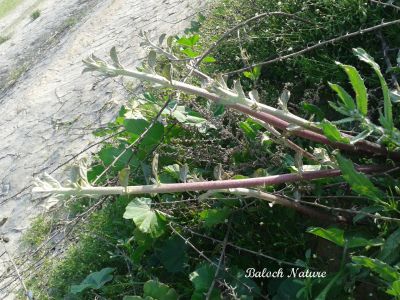 Capparis spinosa
کراگوُ
Karago
کراگو کسانیں درچکے بلے چُو ولّ ء وڈا زمین ء سرا پراہ روت - اے زمستان ء درگت ء ماں ڈگارواں اُو سرکگ ڈنّاں رُودیت - بلے تانسریں گرماگ ء سبزاچک بیت - اسپیتیں پُل ء پر کنت اُو کسانیں دانگ پر کنت اشیا دلوت نہ ورانت پرچا کہ زھریں تام کنت - کراگو ادا گورونڈ انت ۔ 
