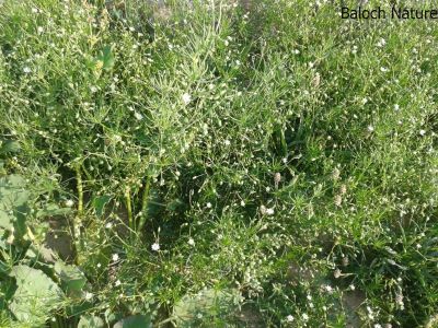 Corn Spurry. Spergula arvensis
ڈنڈلو
Dandalo
گونڈیں ءُ بارگیں ورّودیں کاہے، کہ گیشتر گلّہہ ءُ جوانی ڈگارانی توک ءَ رودیت - اشیا کاہُک ءِِ وڈا کارمرز کن انت
نمنتوک ءُ ڈنڈلو ہردو گُہاراں 
مات ءِ مُرتگ بلے پُرس نہ داراں
