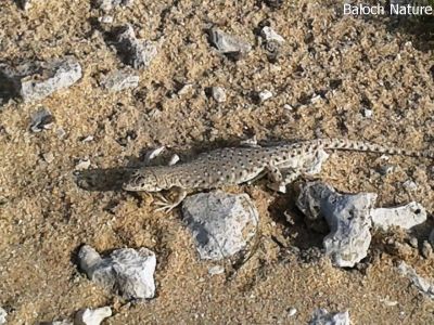 MOJAVE FRINGE-TOED LIZARD
ریکی کیپُک
Riki kipok
اے کیپُک گیشتر ریکی جاہاں بیت ۔ نرمیں کیپُک ات کہ مردم ءَ گندیت چو آدگہ لولوکانی وڑا نہ تچیت
