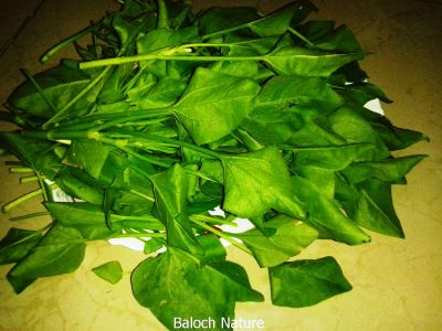 BLADDER DOCK ۔Rumex vesicarius
کوہی تروپشوک
Kohi tropshok
کوہی تروپشوک یک کاہے ، یک سلادے ، او زیبداریں پُل ءِ ۔ بلوچستان ءِ ڈلپادیں ھند ءُ دمگاں کوہی تروپشوک رودیت ، کسانین ءُ نازورکیں تاکاں سر چننت ءُ ورنت ، دلوتانی کاہ ءِ بلے آھرا پُل بیت تاں دیراں وتی پُلاں داریت ۔

