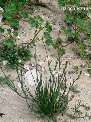 Onionweed (Asphodelus fistulosus)
پیملوُ
Pimalo
پیملوُ پیمازے وڑیں بلے بارگ تریں تاک پر کنت - بہارگاہ ء دریچا کشارانی تہا، میدان او جنگل ء رودیت - وھدے کسان بیت اشیا دلوت چرنت او مردُم کاہُک جوُڈ کن انت - مزن بیت گدا ہمُک بُن دہ تاں بیست کیرینگ پرکنت کسانیں اسپیتین او سُہریں لکیریں پُل ء پر کنت کہ باز ڈولدار بیت - اپریل ء زرد ترّاں بیت گُڈا دانگے ھُشک بیت تُوم ء رچنت تو اے درگتا درُچک، شاتُل اوُ کپوت دانانی چناگ او ورگ ء پیملوانی توک ء رم رما نندانت او بلوچ شکار کن انت- انچو مالوم بیت کہ پیملو شکارجاہ جوڑ بیت
