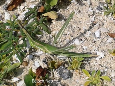 Snouted Grasshopper
بیبی فاطمہ ءِ اپس
Bibi Fatoma e Aps
اے یک ٹوہیں کٹگ ِ کیچ ءَ اشیارا بیبی فاظمہ ءِ اہس گوش انت۔ بلے بازجاہان اشیارا دگہ ناماں توار کن انت چوش کہ ''ملا مدگ ''  اُشتری مَدگ'' زھم جن '' بگ ''۔ اے باز ڈولدار انت ءُ اشیے دو نمونگ بلوچستان ءَ است ۔ یک ءِ گندیم انت ءُ دومی سبز انت ۔ 
