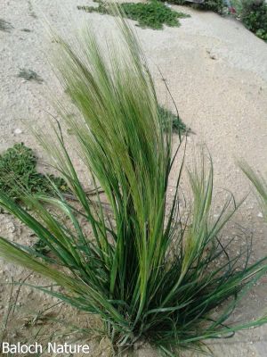 Stipa capensis
روباہ - دْمب
Robah-Domb
اے یک بھارکاہے ریکپادیں ہند و دمگاں رودیت - کساس دو فٹ ء برز بیت 
دراجیں ھوش ء پر کنت و حوش ء ریشگ پر بیت
ھوش ء چو روباہ ء دمب ء وڈا انت - چمیشکا روباہ دمب ء گوشنت
