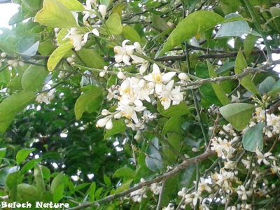 Lime is blooming
لیمبو
Limbo
لیمبو بلوچانی کدیمیں نیبگ انت - او چہ زمانگ ء بلوچ لیمبوے کشاورزی کتگ - مرچی باندا لیمبو پہ بے و شر ے واستہ کش انت - او بلوچستان ء لیمبوے یک نیادی ء ترا ہمک وھدا لیمبو دست کپیت -۔
