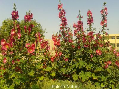 Alcea rosea
کت ءُ میاہ
Katt o meyah
کت ءُ میاہ بُن اسلا چین ءِ یک ڈولداریں پُل ءِ کہ 5 تا 8 فُٹ بُرز بیت ۔اے باز رنگانی پُل پر کنت ۔ اے پانزدہمی کرن ءَ چہ چین ءَ چہ یورپ ءَ شتگ ۔ بلے مرچاں دگنیائے چاریں کنڑاں دست کپیت

