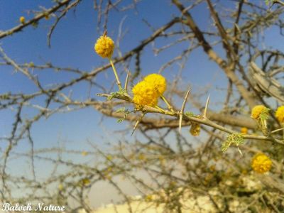 Acacia jacqmontii
چگرد
Chigird
چگرد بلوچستان ء جنگلے یک بہرے - بلوچستان ء ہور ء کم بوّگے سوب ء درچک کم انت بلے بلوچستانے ڈل دیماں چگرد مزنیں پیمیا مُوجود انت -بہارگاہے درگتاچگرد پُل بیت ، زردین گردیں پُل وشین و سارتیں بُہے کنت- ڈومبو یا پلپلازو چگردے پُلے آشک انت - چمیشکا چوریگ ڈومبوانی گراگا چگردانی کش و گواراں گرداں ۔ ادا چگرد پُل انت  ۔
