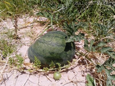 Watermelon
کوٹگ
Kottag
کوٹگ چہ کوٹگ ول ءَ پیداک بیت۔ ول زردیں پُل ہم پر کنت کہ ڈولدار انت ۔ پُل دو نمونگ انت ۔ یک ءِ نر انت ءُ دومی مادہ انت ۔ مادہ پُل دانگ بیت ۔ کوٹگ جونایا یک جنگلی ول بوتگ آئیے بنکی جاگہ نمبیانی افریکہ انت بزاں نمیبیا انت ۔ بلے کوٹگ ءِ کشار گیشتر ماں دریائے نیل کش ءُ گور بوتگ انت ۔ دوازدھمی فرعون ءِ قبر ءَ کوٹگ ءِ توم در گیجگ بوتگ ۔ بائیبل کوٹگ زکر است انت کہ بنی ازرائیل کہ وھدے مصر چہ سپر کنت گڈا آ کوٹگ ہم ورنت ۔ دھمی سدی ءَ چین ءَ سربوتگ کہ مرچی دگنائے مستریں کوٹگ پیداک کنوک انت ۔
