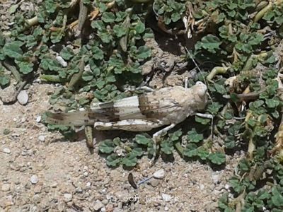 Grasshopper 
Gorri Madag
گُرّی مدگ
گُرّی مدگ ہم یک کٹگ ء اے گیشترا میدان او کشارانی تہا دست کپیت - گُرّی مدگ ء جنگ او کُشک بلوچ شر نہ لیک انت - پرچا اے بی ھیریں او بے تاکیں کٹگ انت - اے مردما گندات بلے بال نہ کنت - اشیا مالوم بیت کہ اے ایوکیں کٹگ انت کہ انسان دوست انت - چمیشکا بلوچ گُرّی مدگ ء نہ جن انت او گار و گور نہ کن انت - او وتی چُکّاں مکن کن انت -۔
