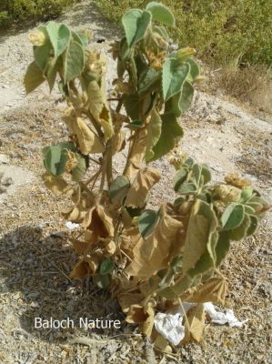 Abutilon Pannosum
جنّی کاکینک
Jenni Kakaink

جنّی کاکینک کسانیں درچکے کہ ماں ٹوہیں درچکانی بگل ء رودیت - اے سال دوازدہیں ماہاں سبز انت - اے گردیں تاک پر کنت او زردیں پُل ، باز ڈولدار انت

