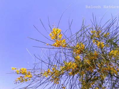 Parkinsonia aculeata
ولائتی کیکر
Walayati Kikar
اے درچک چونایا بلوچستان ءِ درچک نہ انت بلے مرچاں بلوچستان ءَ ہم دانگ دانگ ءِ دست کپیت ، اشیارا ولائتی کیکر ءِ نام گرانت ، اے درچک تاک بارگ بارگ انت ءُ مدامی تاک ریچ انت ، اے زردیں پُل پر کنت کہ باز ڈولدار انت ۔ ءِ چو کہور ءِ وڑا شنگر پر کنت ۔ اے درچک بُن اسل ءَ اسٹرالیا انت۔ اے درچک ءِ جاگہ وش بہ بیت تاں دہ میٹر بُرز بوت کنت ۔

