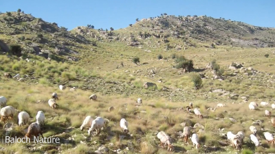 Landscape of Balochistan
ندارگ
Nadarag
اے ندارگ توک ءَ ترا میش گندکا کاھنت ۔ پرچا کہ بلوچستان گیشتر مال چارینی ءُ کہچراں چہ زانگ ءُ نامدار بوتگ ۔ اے کہچر کوہ آماچ مستونگ انت ۔ 
