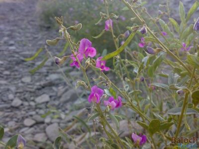 Tephrosia apollinea
Matkenok
ماتکینُک
ماتکینُک کسانیں درچکے کو گیشتر ڈلدیمیں او ریکپادیں ھند و دماگاں رودیت - ماتکینُک گلابییں پُل ء پر کنت کہ باز ڈولدار بیت - کوسرک پر کنت کہ دان ء توک ء بنت - 

