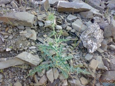 Echinops
Mari-Shazheek
ماری - شژیک
اے ڈہلداریں کاہ ما پہ چکاس  ء ہیر کتگ ات۔ مارا ھم اشیے نام مالوم نہ ات - بلے استین نامیں سنگتیا  نام راہ داتگ و پدا ما پٹ و پول کتگ کہ نام ء برزا نبشتہ انت - یکبرے پدا یستین ء منت
