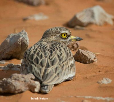 Stone Curlew
Reyout 
ریوٹ 
ریوٹ بلوچستان ء جہمنندیں مُرگے نہ انت - اے چو چرزے وڈا اردوکانی بلوچستان ء پناہ زوریت - اے گیشتر شپ ء ریکانی او پُلکانی سرا تر ایت کڈوک میزوک کٹگ دگہ لولوک گپت وارت اے اکتوبر بگر تاں پروری ء گڈ سرا بلوچستاں ھندو دمگاں ترّوتاب کنت بلے مارچ ء گار بیت -۔

