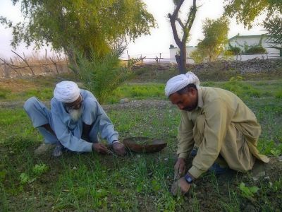 Onion field
پیمازے آکوشگ
Pimaz e Aakoshag
پیماز ء َ کشگ ءَ رند آکوش انت ۔ آئیے کش ءُ گوارانی وترودیں کاہاں در کن انت  ۔ ءُ زمین کمے نرم کن انت تنکہ پیماز ءِ بُن مزن تر بہ بنت ۔ 
