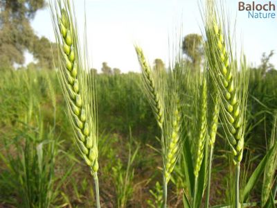 wheat
غلّہ ھُوش انت
غلّہ بلوچستان ء کُوہنیں فصلء - وھدے زمانگ ء بلوچستان گلہ ء کشت و کشار بوتگ - پرچا کہ بلوچستان زمین پہ کشاورزی ء باز جوان انت -  
