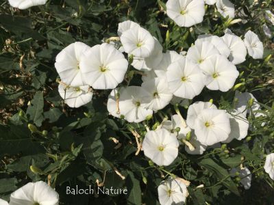 Field Bind Weed

Patahok, Aahichk, Lekirk
لیکرک، آہیچک، پتاھوک
آہیچک کسانیں کاہے گیشتر ڈگارانی جُوہ او بنداں رودیت - اے مدام زمین ء سرا پراہ روت - بلے اگاں درچکے کش و گواراں برودیت گُڈا درچک ء سر کپیت - اسپیتیں او گُلابییں ڈولداریں پُلء جنت کہ ڈولدار بیت
بلے اے اسپیت گُلابی گونگیں رنگے پُل انت
