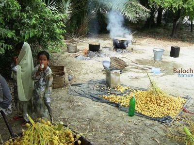 Boiling Date
آرگ یا آرک 
آرگ گرادگا انت آمین ء درگتا مردم آرگ جوڈ کن انت - بزان مچّے رنگ ء گرادنت پدا تاپ ء کن انت تنکہ ھُشک بہ بنت - آرگ باز تامدار بیت - بلے ھمُک مچّے برا آرگ جوڈ نہ کن انت - آرگ گیشتر ھلینی و مُزّاتی ء رنگ ء چہ گیشتر آرگ جوڈ کن انت 
