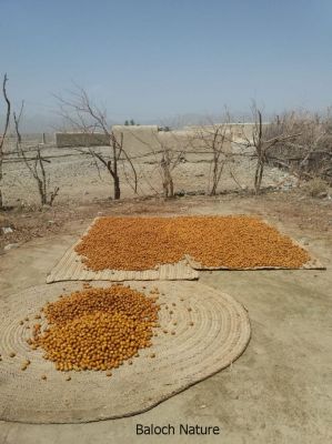 Dry date

آرگ
Aarag
آرگ گیشتر الینی ءِ رنگاں کوّل کن انت، پدا تاپ ءِ کن انت کہ ہُشک بنت، ھُشکیا چہ رند درپان کن انت ، او لوٹ ءِ پدا کارمرز کن انت۔ آرگ باز تام دار انت۔ بلے دگہ مچّانی براں کم آرگ جوڑ کن انت۔
