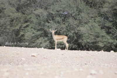 Gazelle
آسک
Aask
آسک یا آسکُل جنگلی ساہداراں چہ شرّنگ او ڈولدار تر انت - یک وھدے بوتگ کہ مئے سُرمگیں کوہانی زینت بوتگ انت - بلے مئے وتی ناشریاں اے ڈولدارِیں ساہ دار ھلاس کتگ انت - اگاں مارا یک آسک ء ھاجت بوتگ بلے ما تانسریں رمگ ھلاس کتگ او پدا وتی سپت کتگ کہ من مرچی دہ یا بیست آسک شکار کتگ -۔


