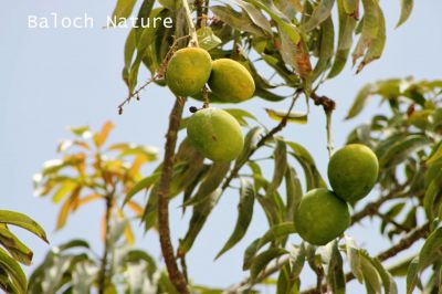 Mango
امب
Amb
امب بلوچستان ءِ شرتریں نیبگاں چہ یک ات ۔ بلوچستان امب سک باز پیداک بیت ۔ چونایا امب ءِ باز زات انت ، بلے بلوچستان ءِ تنیگا ہمک مردم اے امبانی زاتاں جاہ آئورت نہ کنت ۔ بلے نصیر آباد ءُ بیلہ ءِ مردم کہ کاروباری مردم انت آ اے امبانی زات ءِ سرا وتی باغاں امب کِش انت ۔ امب ءِ زات چو مچ ءِ وڈا باز انت بلے گوش  انت کہ سندھڑی ، چونسہ ءُ الفونسو درستاں چہ تام دار تر انت۔
