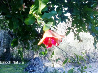 Pomegranate
Anaar
انار
انار یک میوہ ات کہ گیشتر گرماگے ھلاسی او زمستان ء اول سرا پا ورگ ء جاڈی بیت -  انار پُل او انارے گروہگ گیشتر بلوچ شاہراں پہ جنک  ء شرّنگی ء تشبیح داتگ انت -  بلوچستان انارے واستہ وش تبیں موسُم دنت - مکران ے برزی ھنداں بگر تاں سراوان تاں توران اے انارے ردوما باز جوانیں ھند و دمگ انت - انار سُہریں گروھگے توکا سُہریں شیرکنین او تُروپشیں دانگ مان - انار کہ گیش بنت گڈا ایشان تاپ کن انت او اناردانگ جوڈ کن انت - آیے پُوستا چہ بندگ او پژم رجنت - انار دلے نادراہ اے علاج انت -۔
