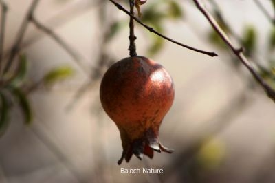 Pomegranate
Anaar
انار
نار یک میوہ ات کہ گیشتر گرماگے ھلاسی او زمستان ء اول سرا پا ورگ ء جاڈی بیت - انار پُل او انارے گروہگ گیشتر بلوچ شاہراں پہ جنک ء شرّنگی ء تشبیح داتگ انت - بلوچستان انارے واستہ وش تبیں موسُم دنت - مکران ے برزی ھنداں بگر تاں سراوان تاں توران اے انارے ردوما باز جوانیں ھند و دمگ انت - انار سُہریں گروھگے توکا سُہریں شیرکنین او تُروپشیں دانگ مان - انار کہ گیش بنت گڈا ایشان تاپ کن انت او اناردانگ جوڈ کن انت - آیے پُوستا چہ بندگ او پژم رجنت - انار دلے نادراہ اے علاج انت -۔
