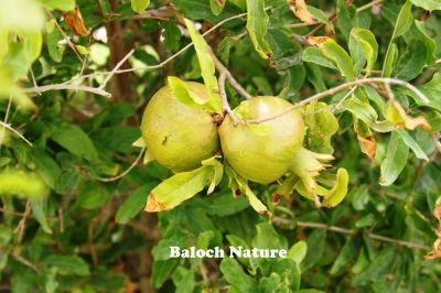 Pomegranate
انار
Anaar
انار یک میوہ ات کہ گیشتر گرماگے ھلاسی او زمستان ء اول سرا پا ورگ ء جاڈی بیت - انار پُل او انارے گروہگ گیشتر بلوچ شاہراں پہ جنک ء شرّنگی ء تشبیح داتگ انت - بلوچستان انارے واستہ وش تبیں موسُم دنت - مکران ے برزی ھنداں بگر تاں سراوان تاں توران اے انارے ردوما باز جوانیں ھند و دمگ انت - انار سُہریں گروھگے توکا سُہریں شیرکنین او تُروپشیں دانگ مان - انار کہ گیش بنت گڈا ایشان تاپ کن انت او اناردانگ جوڈ کن انت - آیے پُوستا چہ بندگ او پژم رجنت - انار دلے نادراہ اے علاج انت -۔
