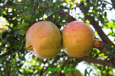 Pomegranate
انار
Anaar

انار یک میوہ ات کہ گیشتر گرماگے ھلاسی او زمستان ء اول سرا پا ورگ ء جاڈی بیت - انار پُل او انارے گروہگ گیشتر بلوچ شاہراں پہ جنک ء شرّنگی ء تشبیح داتگ انت - بلوچستان انارے واستہ وش تبیں موسُم دنت - مکران ے برزی ھنداں بگر تاں سراوان تاں توران اے انارے ردوما باز جوانیں ھند و دمگ انت - انار سُہریں گروھگے توکا سُہریں شیرکنین او تُروپشیں دانگ مان - انار کہ گیش بنت گڈا ایشان تاپ کن انت او اناردانگ جوڈ کن انت - آیے پُوستا چہ بندگ او پژم رجنت - انار دلے نادراہ اے علاج انت -۔
