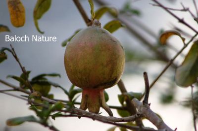 Pomegranate
Anaar e Danag
انار ء دانگ
انار ءِ اسل چہ کوہ ءِ کاپ ءِ ہند ءُ دمگ انت، بلے مرچی باندا تانسریں دُگنیا انارءِ کشت ءُ کشار است انت ، پنچ چہ ہشت میٹر ءِ کساس ءِ درچک انت ۔ سُہرین ڈولداریں پُل پر کنت ، انار ء بر ءِ توکا دو سد تا چاردہ سد آپلوکیں سپید، جمو ءُ سُہر گونگیں دانگ مان بیت کہ شرکن انت ۔ بلوچستان ءَ ہم بالادی ہند ءُ دمگاں انار ءِ کشت ءُ کشار کن انت 

