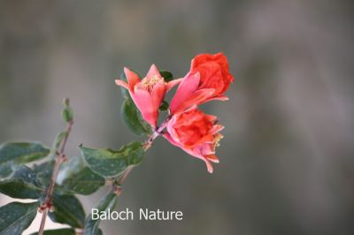 Flower of Pomegranate
Anaar e Poll
انار ء پُل
انار ءِ اسل چہ کوہ ءِ کاپ ءِ ہند ءُ دمگ انت، بلے مرچی باندا تانسریں دُگنیا انارءِ کشت ءُ کشار است انت ، پنچ چہ ہشت میٹر ءِ کساس ءِ درچک انت ۔ سُہرین ڈولداریں پُل پر کنت ، انار ء بر ءِ توکا دو سد تا چاردہ سد آپلوکیں سپید، جمو ءُ سُہر گونگیں دانگ مان بیت کہ شرکن انت ۔ بلوچستان ءَ ہم بالادی ہند ءُ دمگاں انار ءِ کشت ءُ کشار کن انت 
