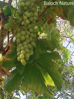 Grape
Angoor
انگور
انگور یک میوہ ات - کہ آیے درچک چو ولّے وڈا رودیت - انگورے یک ھُوشیا پنچ ء بگر تاں پنچ سد دانگ بر پر بیت - انگورے میوہ باز شیرکن او تامدار انت -  انگورا چہ شراب او شربت جوڈ کن انت - گیشیں انگورانی دانگاں تاپ کن انت او ھُشک کن انت او کشمش جوڈ بنت - کشمش ء چہ بریانی او کیک جوڈ کن انت - بلوچستانے بالائی ھند او دمگ بزاں سوراب قلات منگوچر مستونگ سرباز پنجگور ء انگورے بے ھسابیں باگ است -۔
