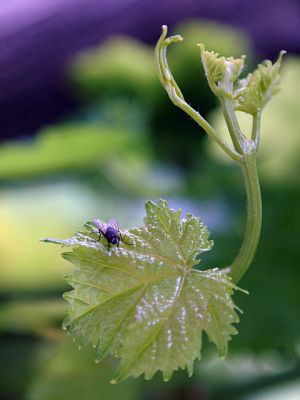 Grape 
انگور
Angoor
ادا انگور نالک انت ۔
