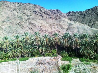 A Oasis of Zamoran
Zamoran e Machkadag
زامُران ءِ مچکدگ
مکران مچکدگانی جاہ انت ،بلے زامُران مذاتیانی جاہ انت ۔ مزّاتی ہما مچ انت کہ گوں وتی گران بریں سُہر گونگیں زنڈ دانگیں براں براہ دار انت ۔ اے اکس ءِ تہا مزاتی مچ کوہ ءِ دامن ءَ کتّار انت ۔ 
