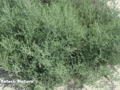 Salsola Imbricata

انشگ
Anshag
انشگ کسانیں درچکے کہ گیشتر ماں سورگیں جاہاں رودیت - بہارے ھوراں رودیت بلے گرماگ ء ہم زندگ بیت - اشیے تاک گْگ بنت و آپ ء پُر بنت - اشیا بیدے اْشترا دگہ دلوت نہ چرانت
