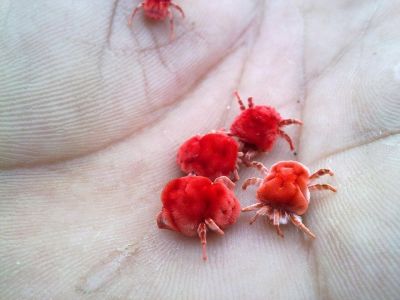 Red velvet mites or Rain bugs
اُورو
Aoro
اورو کسانیں لولوک ءِ مدام ہور ءِ درگت گندگ بیت ۔ بلوچستان اشیارا ما دیستگ بلے اے اکس ڈیرہ غازی خان ءَ کشگ بوتگ ۔ انڈیا ءِ توک ءَ اشیا دوا کارمرز کن انت ۔ گشاں اشیے کارمرز کنگ ءَ انسان ہوس گیش بیت ۔ 
